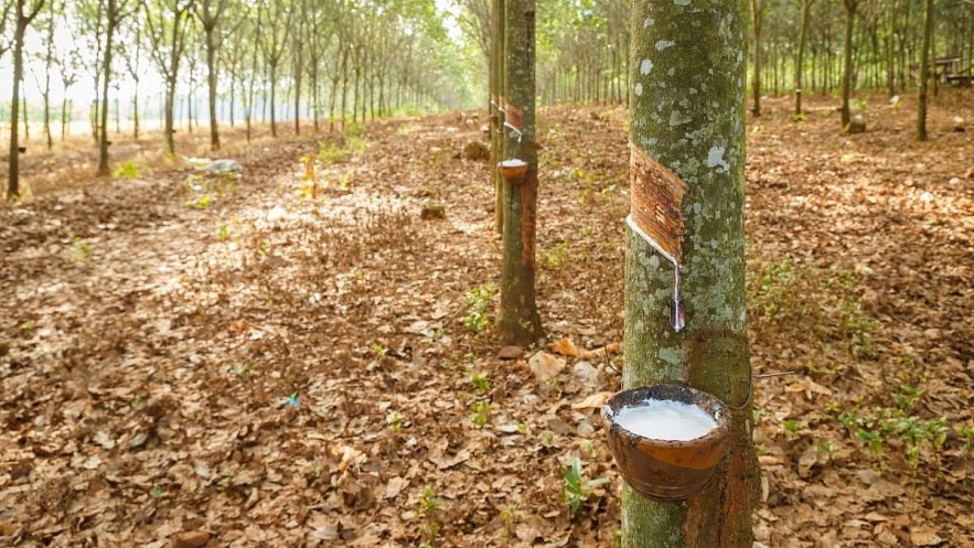 Ngày 20/10: Giá cao su trên các sàn giao dịch châu Á đồng loạt giảm