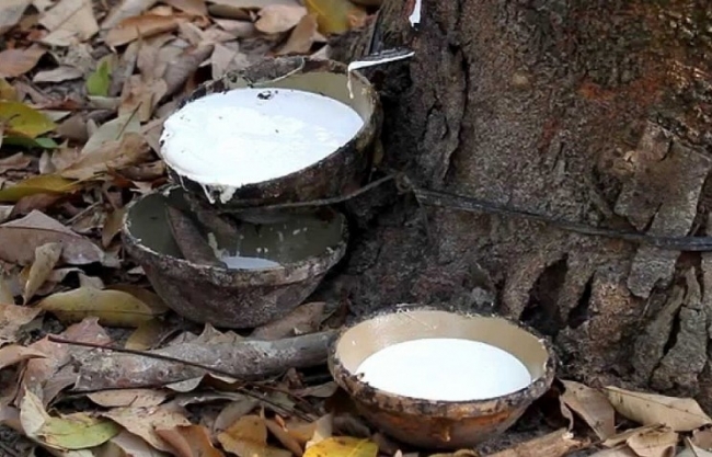 Ngày 22/10: Giá cao su thế giới biến động trái chiều, trong nước ổn định