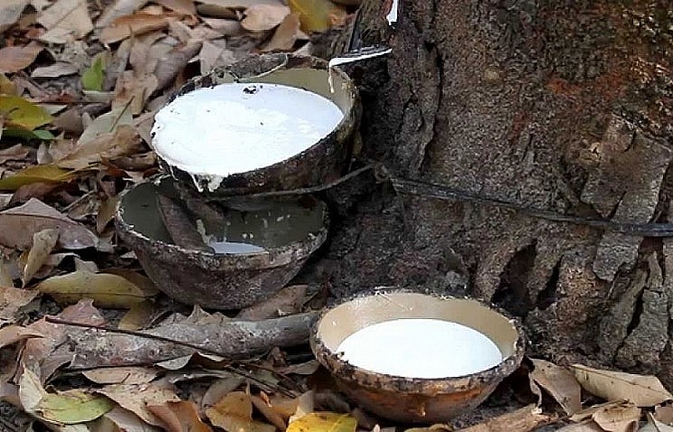 Ngày 22/10: Giá cao su thế giới biến động trái chiều, trong nước ổn định