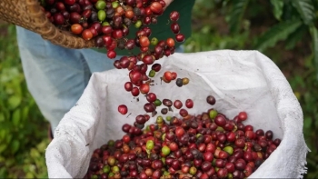 Ngày 22/10: Giá cà phê thế giới tăng mạnh, hồ tiêu neo cao ở mức 145.400 đồng/kg