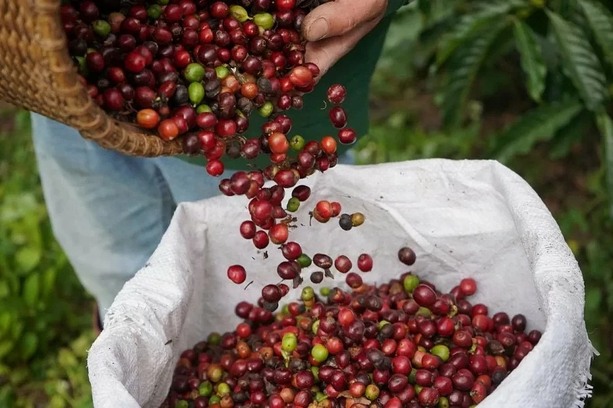 Ngày 22/10: Giá cà phê thế giới tăng mạnh, hồ tiêu neo cao ở mức 145.400 đồng/kg Ngày 22/10: Giá cà phê thế giới tăng mạnh, hồ tiêu neo cao ở mức 145.400 đồng/kg