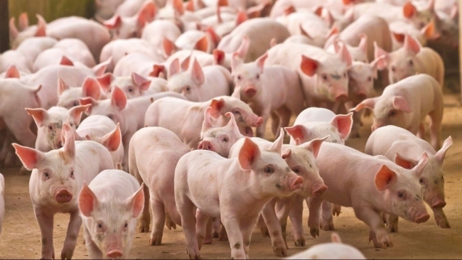 Ngày 24/10: Giá heo hơi dao động từ 50.000 - 55.000 đồng/kg