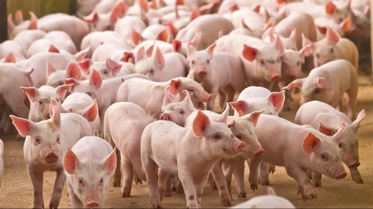 Ngày 24/10: Giá heo hơi dao động từ 50.000 - 55.000 đồng/kg