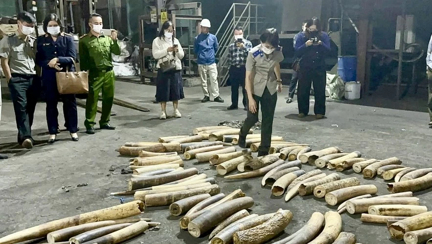 undefined Hải Phòng tiêu hủy hơn 600 kg ngà voi tang vật các vụ án