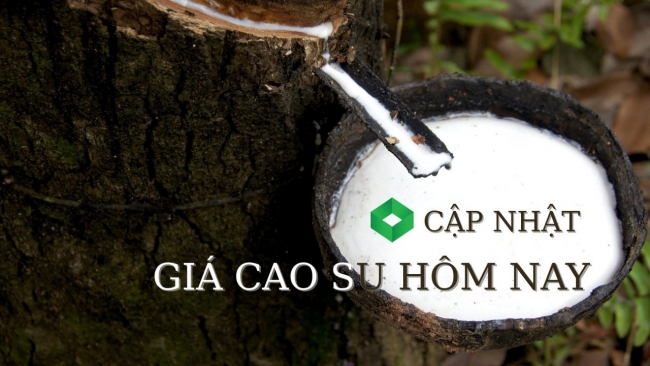 Ngày 25/10: Giá cao su thế giới khởi sắc giữa biến động thương mại toàn cầu