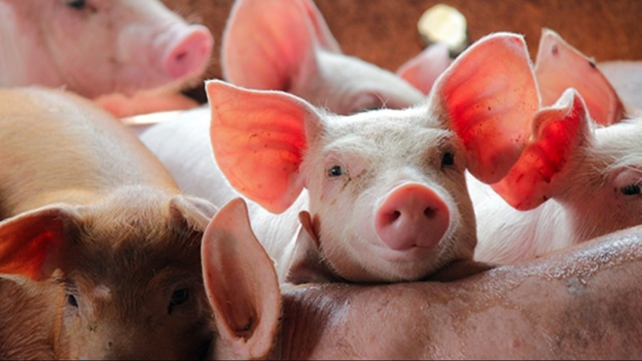 Ngày 25/10: Giá heo ở cả ba miền dao động trong khoảng 50.000 - 55.000 đồng/kg