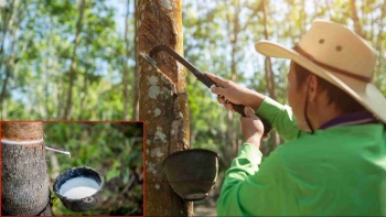 Ngày 26/10: Giá cao su thế giới biến động trái chiều, trong nước ổn định