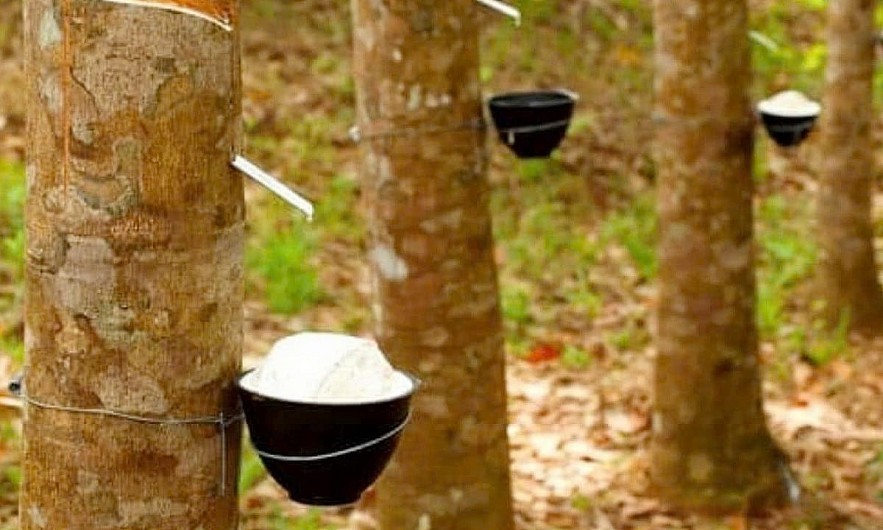 Ngày 28/10: Giá cao su thế giới tiếp đà tăng, trong nước ổn định Ngày 28/10: Giá cao su thế giới tiếp đà tăng, trong nước ổn định