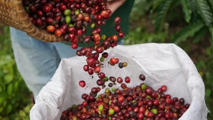 Ngày 30/10: Giá cà phê và hồ tiêu đồng loạt tăng