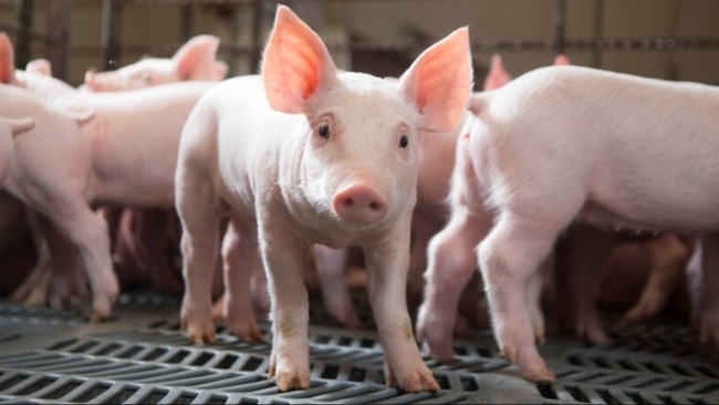 Ngày 30/10: Giá heo hơi giao động trong khoảng 50.000 - 54.000 đồng/kg