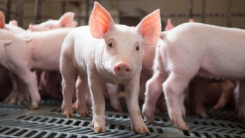 Ngày 30/10: Giá heo hơi giao động trong khoảng 50.000 - 54.000 đồng/kg