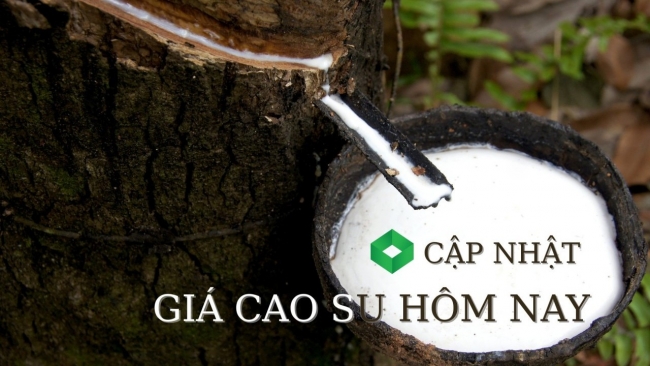 Ngày 31/10: Giá cao su tại Thái Lan và Nhật Bản đảo chiều giảm