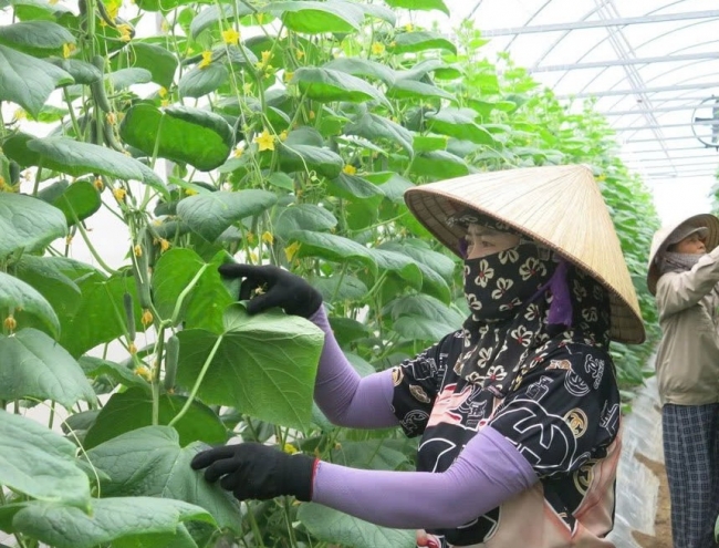 Sửa Luật Thuế giá trị gia tăng: "Tiếp sức" cho doanh nghiệp nông nghiệp phát triển