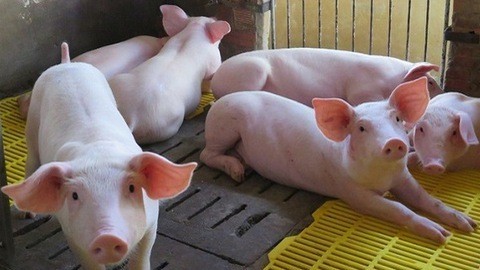 Ngày 1/11: Giá heo tiếp tục xu hướng giảm