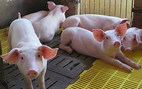 Ngày 1/11: Giá heo tiếp tục xu hướng giảm Ngày 1/11: Giá heo tiếp tục xu hướng giảm