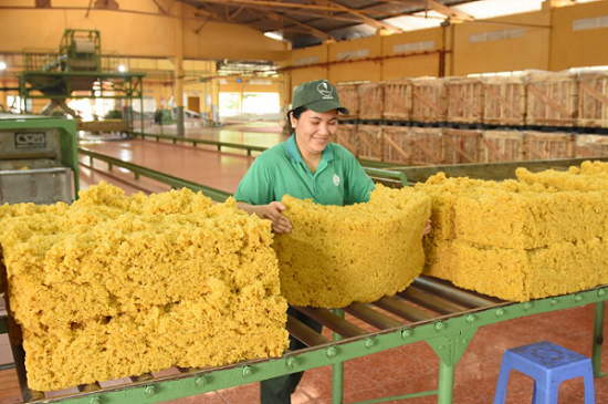 Ngày 1/11: Giá cao su đồng loạt giảm Ngày 1/11: Giá cao su đồng loạt giảm