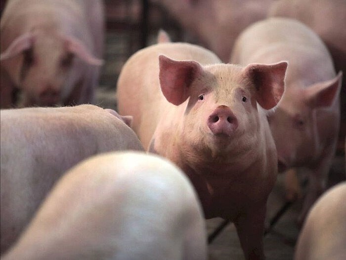 Ngày 3/11: Giá heo hơi trong khoảng 49.000 - 54.000 đồng/kg Ngày 3/11: Giá heo hơi trong khoảng 49.000 - 54.000 đồng/kg