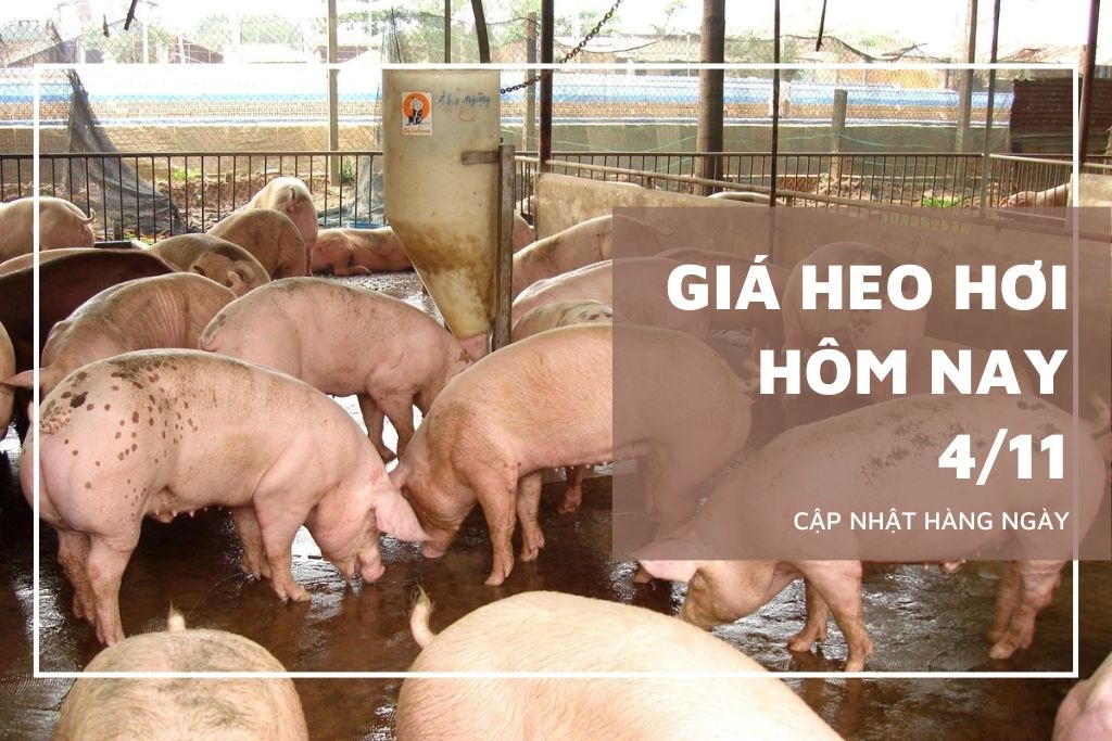 Ngày 4/11: Giá heo hơi dao động ở mức 49.000 - 53.000 đồng/kg Ngày 4/11: Giá heo hơi dao động ở mức 49.000 - 53.000 đồng/kg