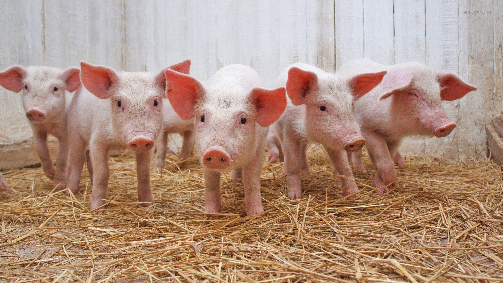 Giá heo hơi hôm nay 6/11: Nhiều địa phương giảm tới 2.000 đồng/kg. (Ảnh minh họa) Giá heo hơi hôm nay 6/11: Nhiều địa phương giảm tới 2.000 đồng/kg. (Ảnh minh họa)