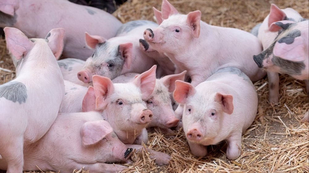 Ngày 8/11: Giá heo hơi tiếp tục giảm tại nhiều địa phương trên cả nước