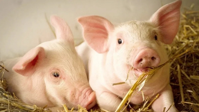 Ngày 9/11: Giá heo hơi dao động trong khoảng 48.000 - 51.000 đồng/kg