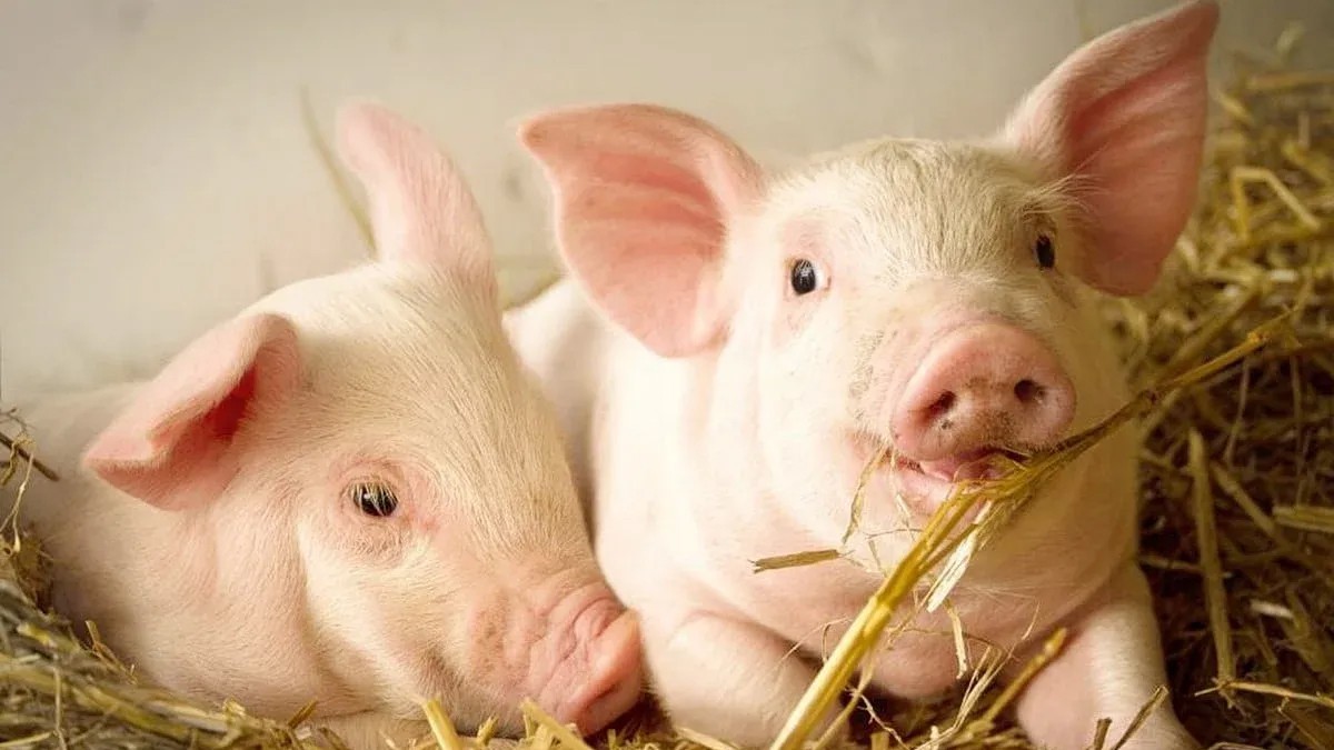 Ngày 9/11: Giá heo hơi dao động trong khoảng 48.000 - 51.000 đồng/kg