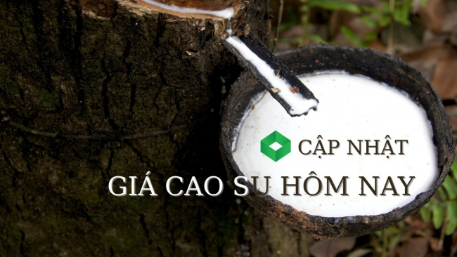 Ngày 10/11: Giá cao su thế giới tăng, trong nước bình ổn