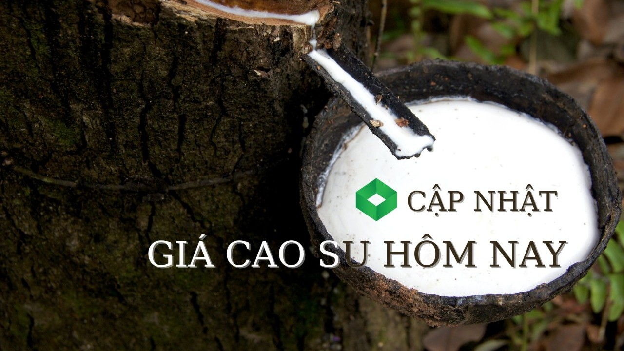 Ngày 10/11: Giá cao su thế giới tăng, trong nước bình ổn