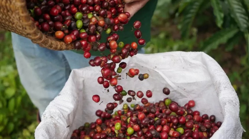 Ngày 13/11: Giá cà phê và hồ tiêu tiếp tục đà giảm