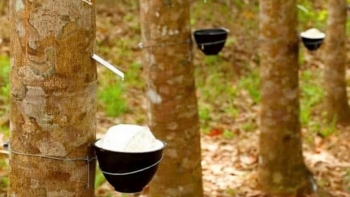 Ngày 14/11: Giá cao su thế giới đồng loạt tăng