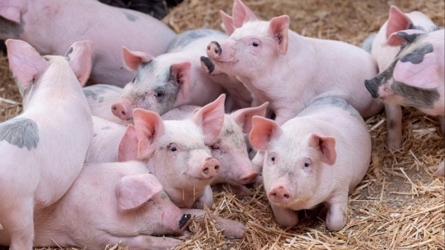Ngày 14/11: Giá heo hơi ở mức 46.000 đến 50.000 đồng/kg