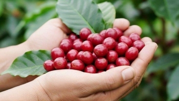 Ngày 15/11: Giá cà phê tiếp tục giảm, hồ tiêu phục hồi