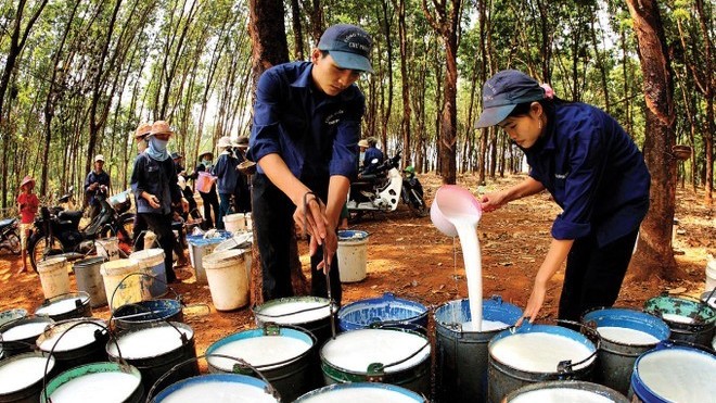 Ngày 15/11: Giá cao su biến động trái chiều