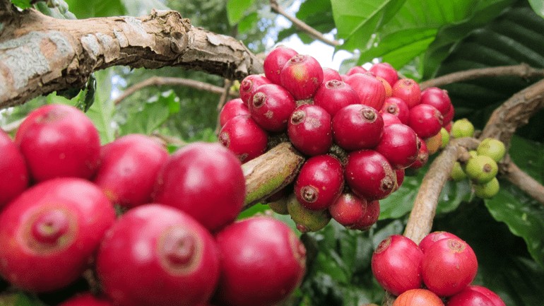 Ngày 16/11: Giá cà phê tiếp tục giảm sâu