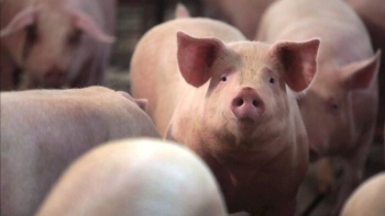 Ngày 17/11: Giá heo hơi tiếp tục giữ vững mức an toàn đầu tuần