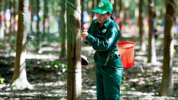 Ngày 18/11: Giá cao su tại châu Á đồng loạt tăng ở các kỳ hạn chủ chốt