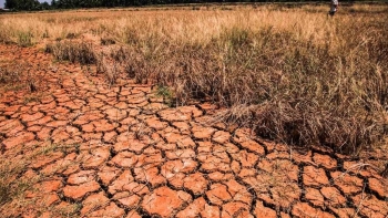 Các quốc gia đang phát triển cần tới 310 tỷ USD/năm để thích ứng với biến đổi khí hậu