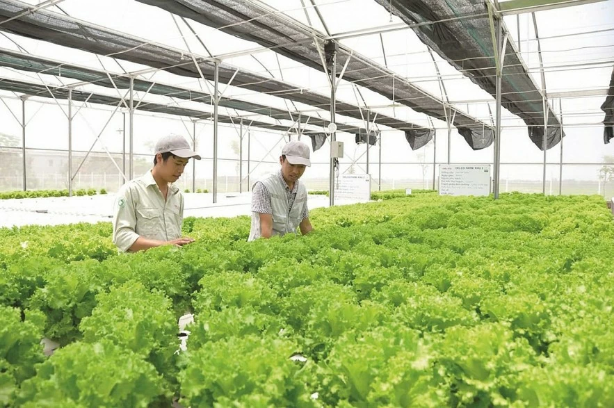 Thu hút nguồn vốn FDI để phát triển nông nghiệp bền vững Thu hút nguồn vốn FDI để phát triển nông nghiệp bền vững