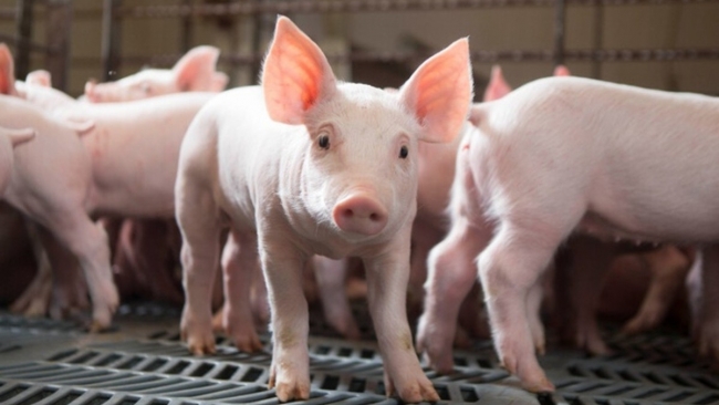 Ngày 20/11: Giá heo hơi tiếp tục đà tăng ở cả ba miền trên cả nước