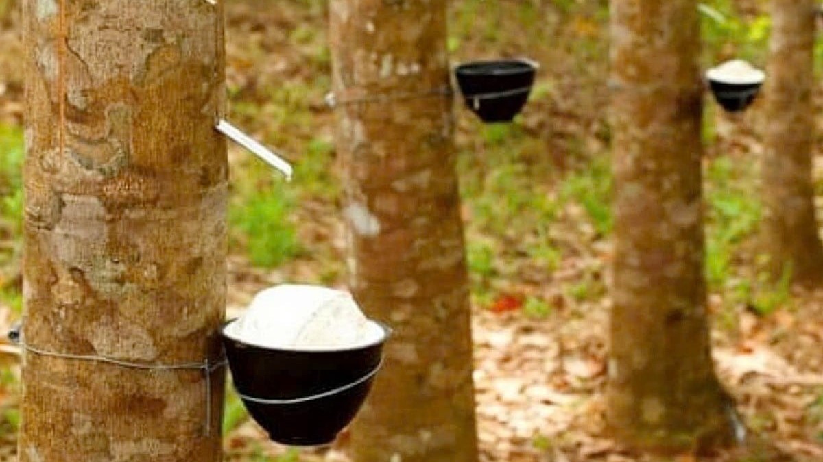 Ngày 22/11: Giá cao su thế giới biến động trái chiều