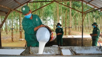 Ngày 23/11: Giá cao su trên các sàn giao dịch châu Á đồng loạt tăng