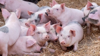 Ngày 23/11: Giá heo tiếp đà tăng tại nhiều tỉnh thành trên cả nước