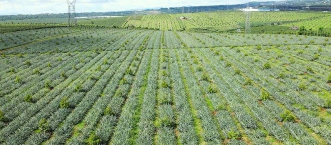 Chính sách đất đai gắn bó chặt chẽ với vận mệnh của khu vực "tam nông"