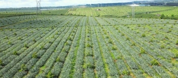 Chính sách đất đai gắn bó chặt chẽ với vận mệnh của khu vực "tam nông"