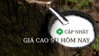 Ngày 25/11: Giá cao su kỳ hạn ở các thị trường chính tiếp tục khởi sắc