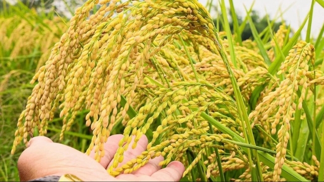 Ngày 26/11: Lúa giữ giá, thị trường gạo ít biến động