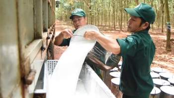 Ngày 26/11: Giá cao su trong nước tăng, Trung Quốc đảo chiều giảm mạnh