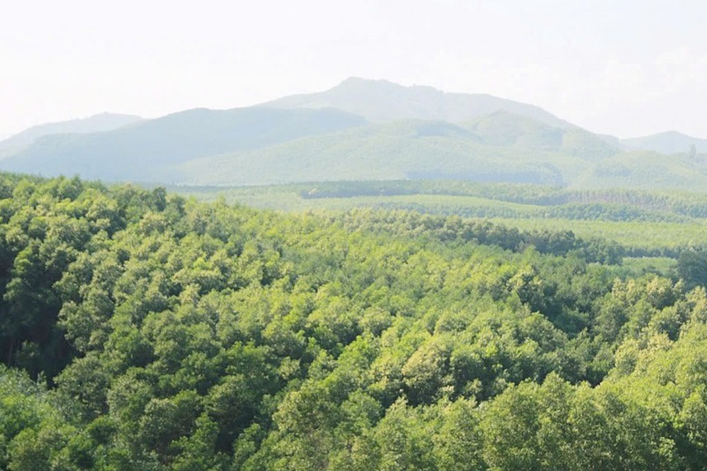 Lâm nghiệp ngày càng khẳng định là ngành kinh tế quan trọng