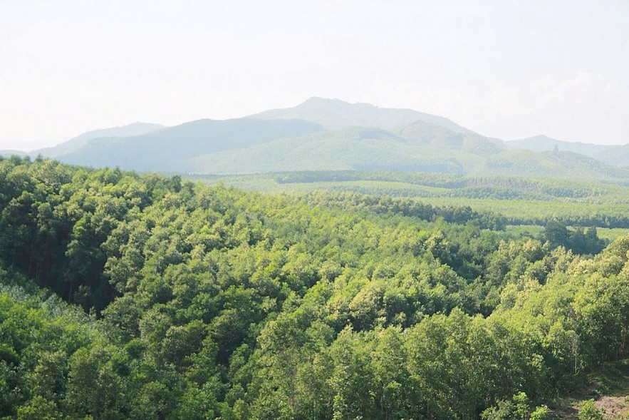 Lâm nghiệp ngày càng khẳng định là ngành kinh tế quan trọng