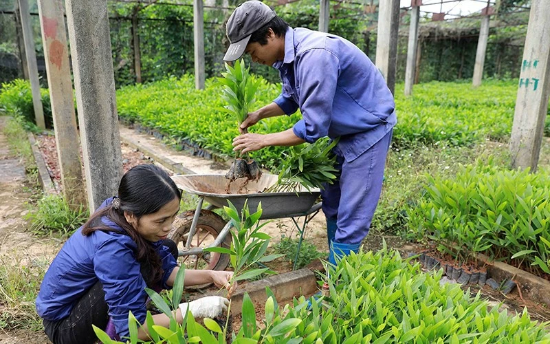 Các dự án ứng dụng công nghệ cao trong sản xuất giống được miễn tiền thuê đất trong 10 năm Các dự án ứng dụng công nghệ cao trong sản xuất giống được miễn tiền thuê đất trong 10 năm